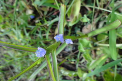 Cyanotis axillaris